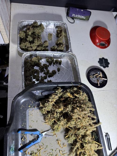 BlueBerry by Zamnesia Seeds. Week 15 - BB#1