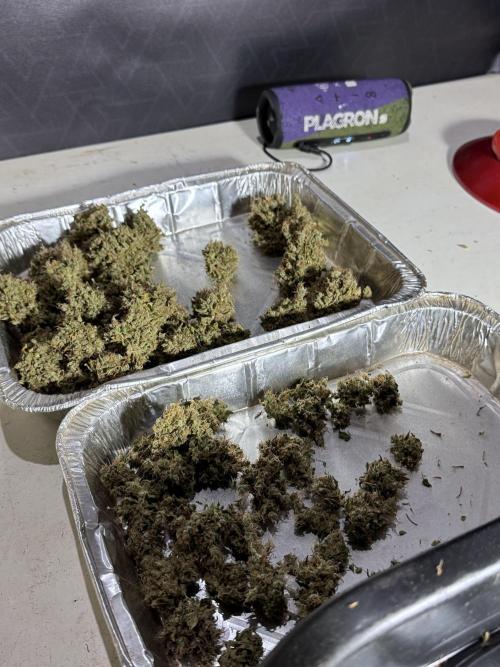 BlueBerry by Zamnesia Seeds. Week 15 - BB#1