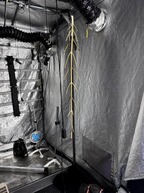 BlueBerry by Zamnesia Seeds. Week 15 - BB#1