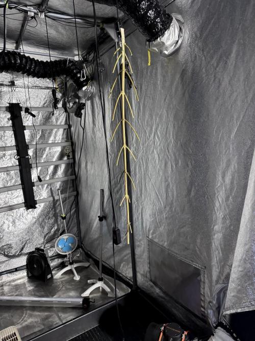 BlueBerry by Zamnesia Seeds. Week 15 - BB#1