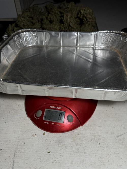 BlueBerry by Zamnesia Seeds. Week 15 - BB#1