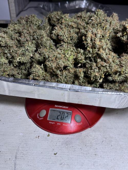 BlueBerry by Zamnesia Seeds. Week 15 - BB#1