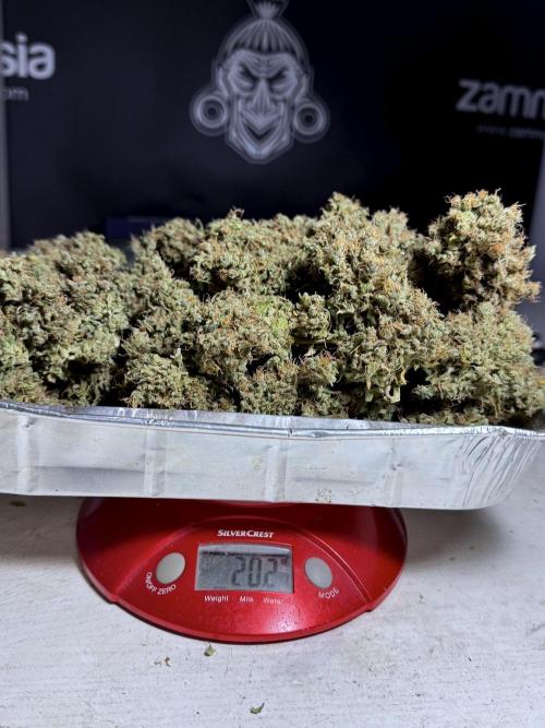 BlueBerry by Zamnesia Seeds. Week 15 - BB#1