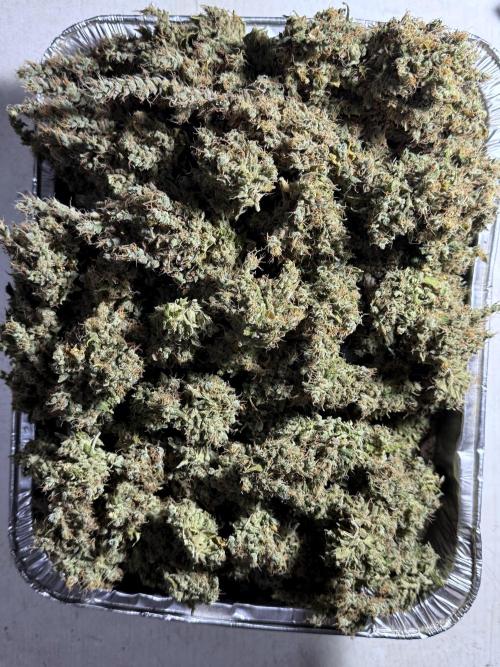 BlueBerry by Zamnesia Seeds. Week 15 - BB#1