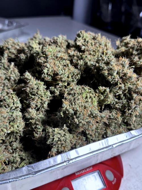 BlueBerry by Zamnesia Seeds. Week 15 - BB#1