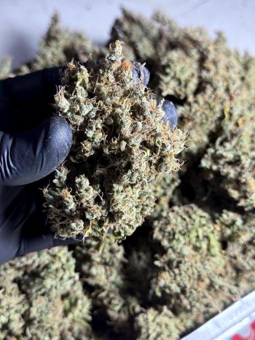 BlueBerry by Zamnesia Seeds. Week 15 - BB#1