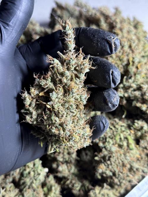 BlueBerry by Zamnesia Seeds. Week 15 - BB#1