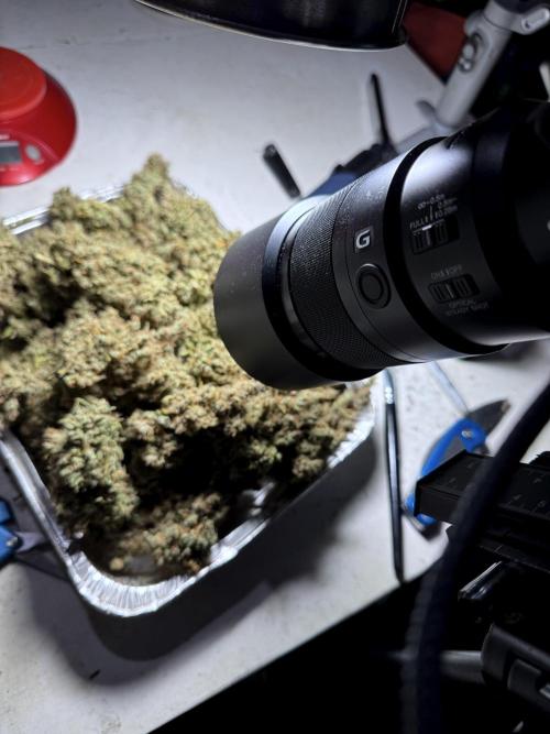 BlueBerry by Zamnesia Seeds. Week 15 - BB#1