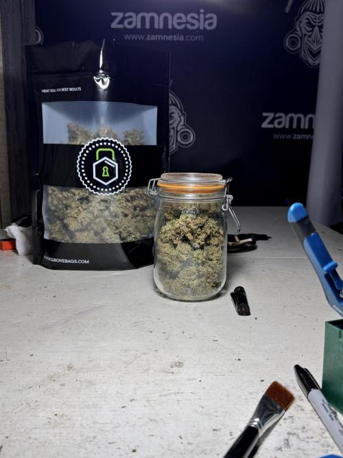 BlueBerry by Zamnesia Seeds. Week 15 - BB#1