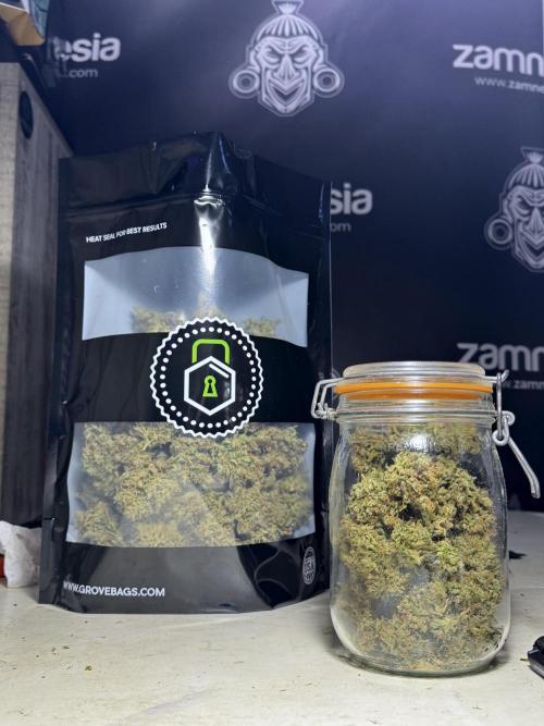 BlueBerry by Zamnesia Seeds. Week 15 - BB#1