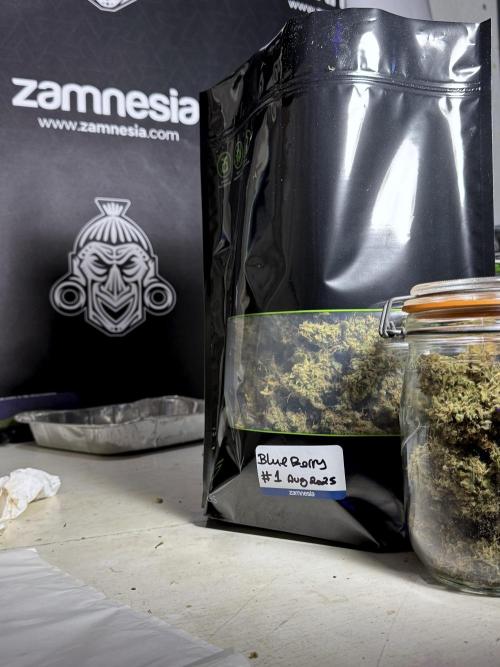 BlueBerry by Zamnesia Seeds. Week 15 - BB#1