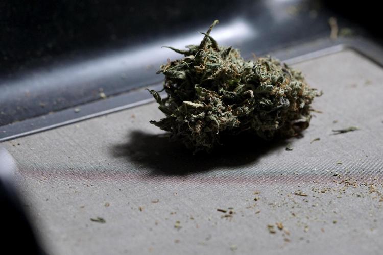 BlueBerry by Zamnesia Seeds. Week 15 - BB#2