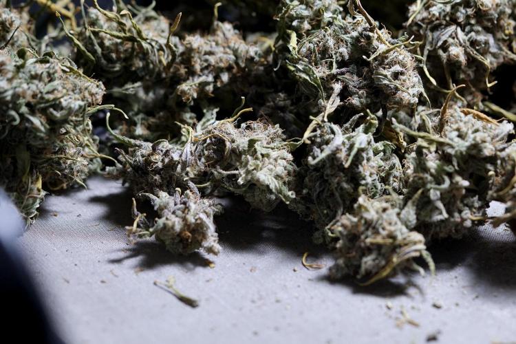 BlueBerry by Zamnesia Seeds. Week 15 - BB#2