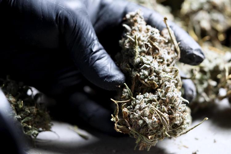 BlueBerry by Zamnesia Seeds. Week 15 - BB#2