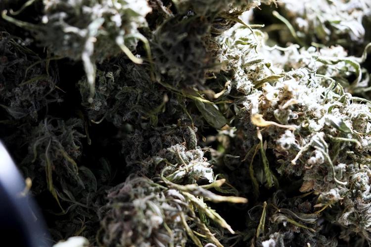 BlueBerry by Zamnesia Seeds. Week 15 - BB#2