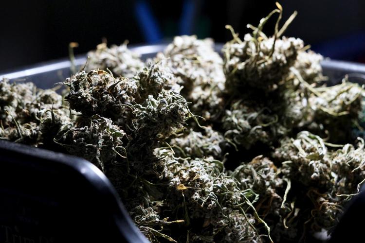 BlueBerry by Zamnesia Seeds. Week 15 - BB#2