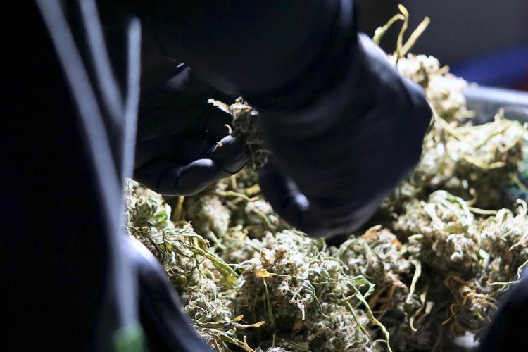 BlueBerry by Zamnesia Seeds. Week 15 - BB#2