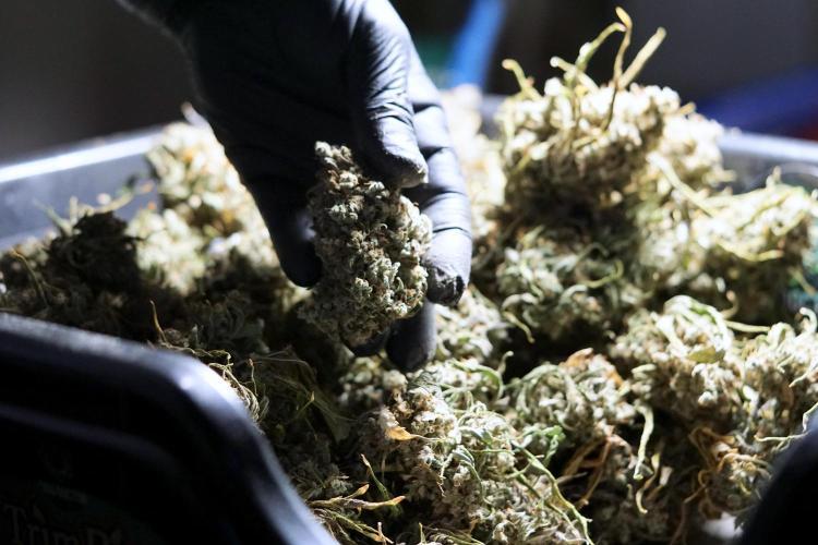 BlueBerry by Zamnesia Seeds. Week 15 - BB#2