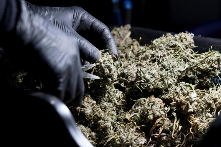 BlueBerry by Zamnesia Seeds. Week 15 - BB#2