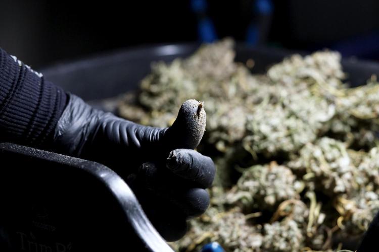 BlueBerry by Zamnesia Seeds. Week 15 - BB#2