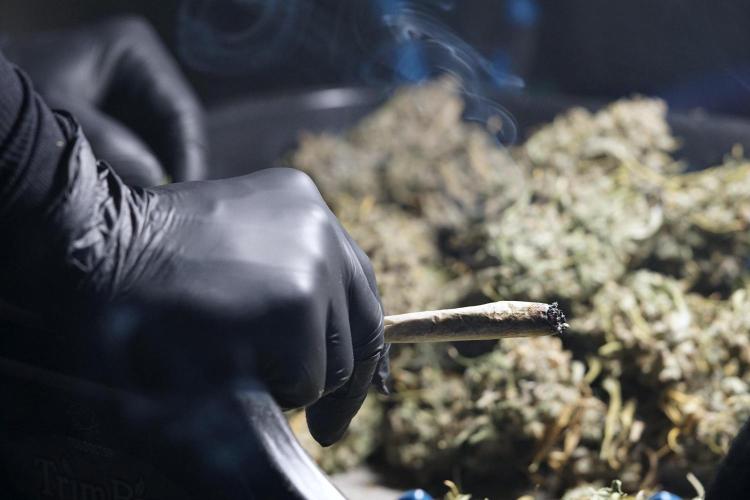 BlueBerry by Zamnesia Seeds. Week 15 - BB#2