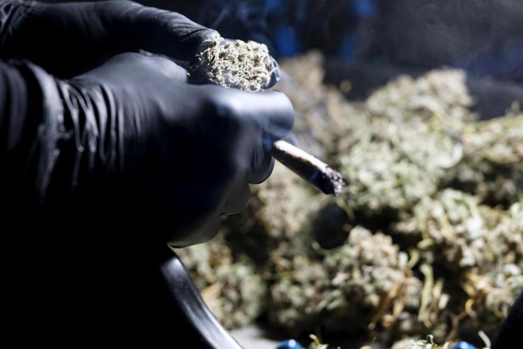 BlueBerry by Zamnesia Seeds. Week 15 - BB#2