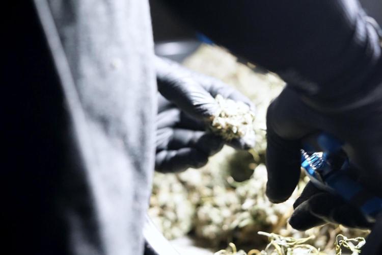 BlueBerry by Zamnesia Seeds. Week 15 - BB#2