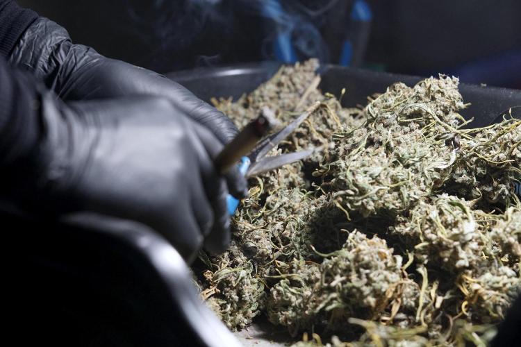 BlueBerry by Zamnesia Seeds. Week 15 - BB#2