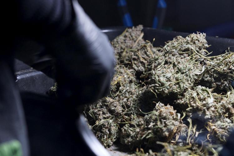 BlueBerry by Zamnesia Seeds. Week 15 - BB#2