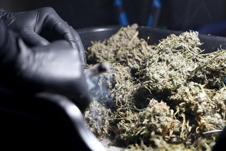 BlueBerry by Zamnesia Seeds. Week 15 - BB#2