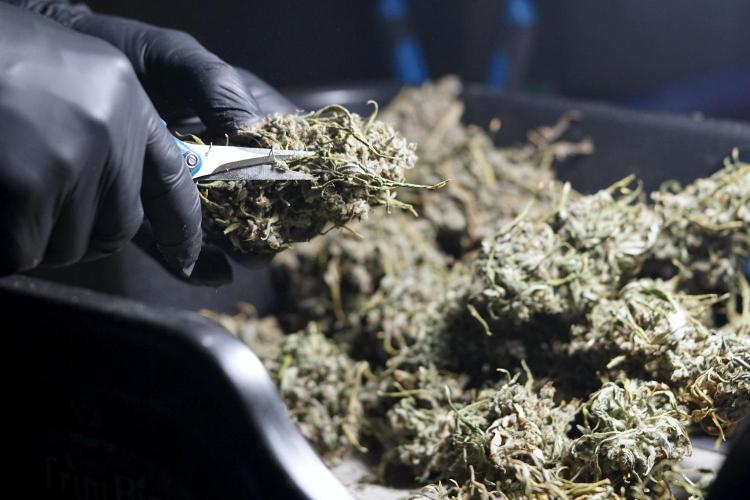 BlueBerry by Zamnesia Seeds. Week 15 - BB#2