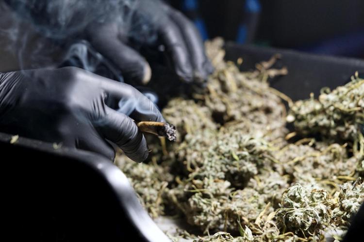 BlueBerry by Zamnesia Seeds. Week 15 - BB#2