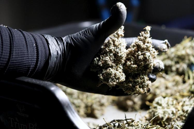 BlueBerry by Zamnesia Seeds. Week 15 - BB#2