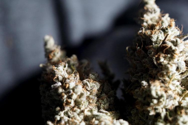 BlueBerry by Zamnesia Seeds. Week 15 - BB#2