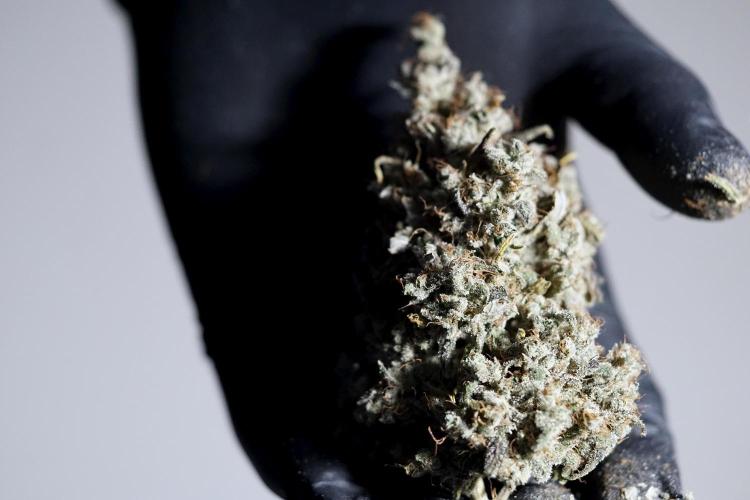 BlueBerry by Zamnesia Seeds. Week 15 - BB#2