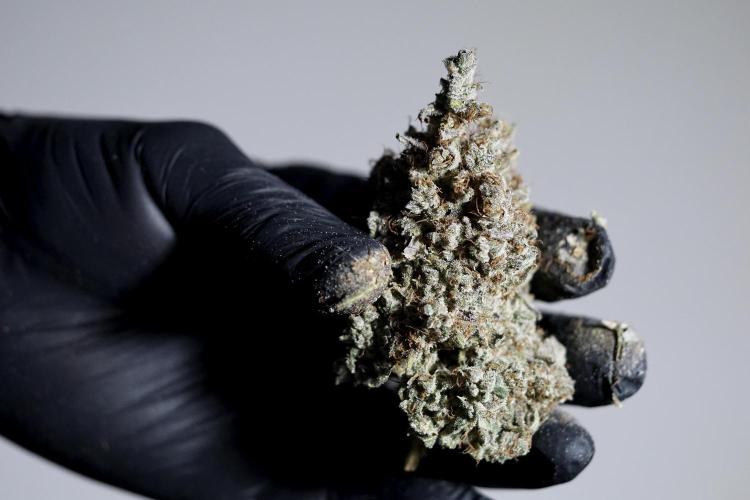 BlueBerry by Zamnesia Seeds. Week 15 - BB#2