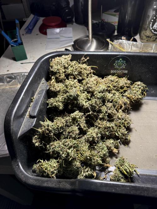 BlueBerry by Zamnesia Seeds. Week 15 - BB#2