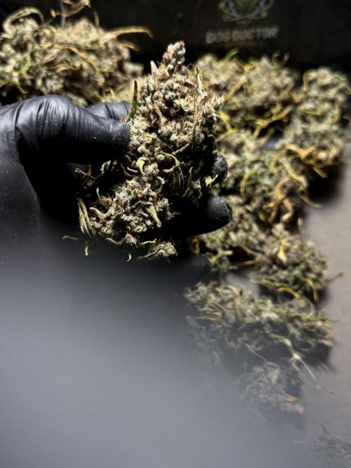 BlueBerry by Zamnesia Seeds. Week 15 - BB#2