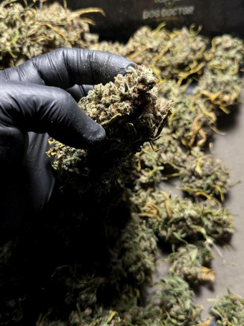 BlueBerry by Zamnesia Seeds. Week 15 - BB#2