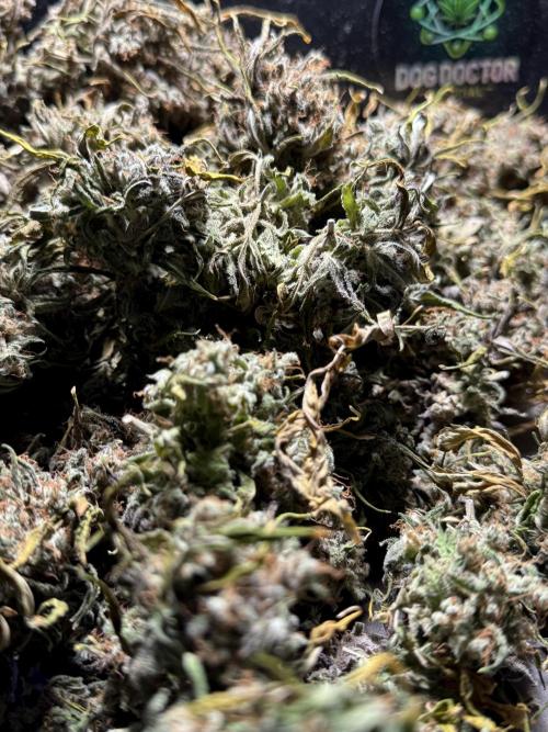 BlueBerry by Zamnesia Seeds. Week 15 - BB#2