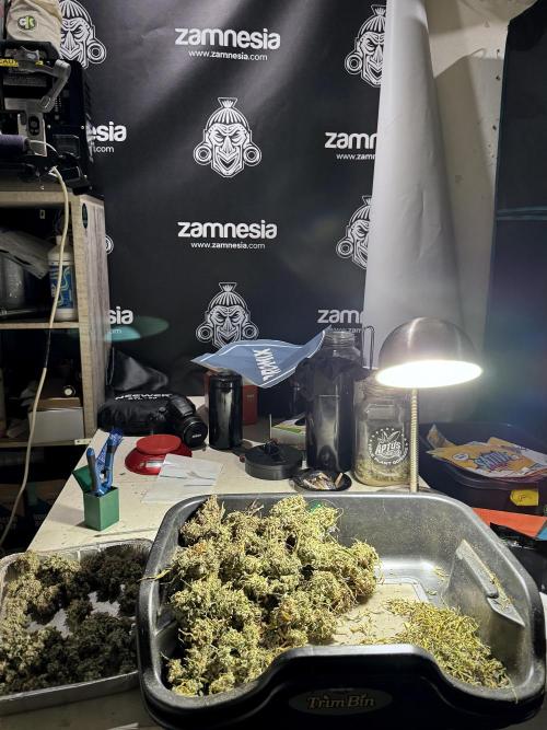 BlueBerry by Zamnesia Seeds. Week 15 - BB#2