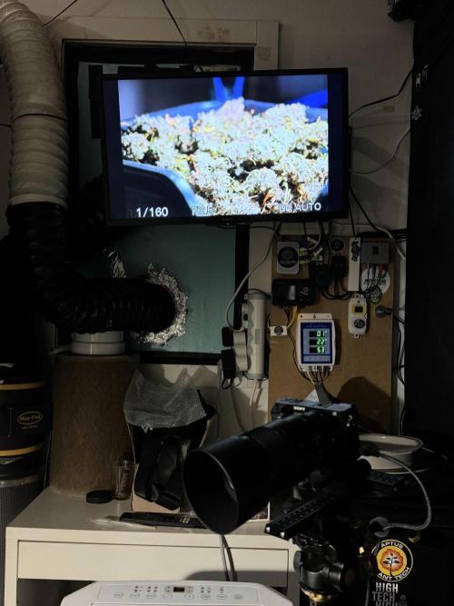 BlueBerry by Zamnesia Seeds. Week 15 - BB#2