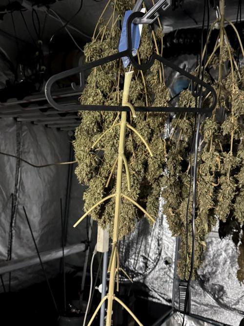 BlueBerry by Zamnesia Seeds. Week 15 - BB#2