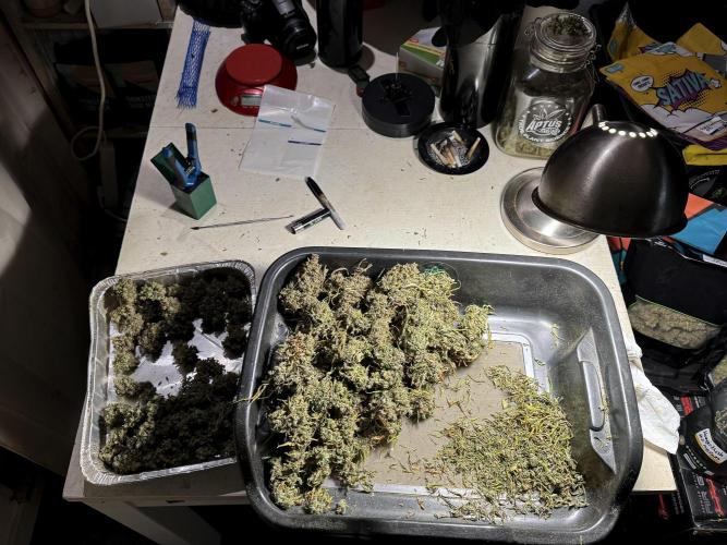 BlueBerry by Zamnesia Seeds. Week 15 - BB#2