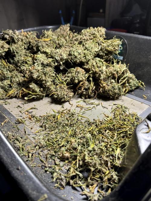 BlueBerry by Zamnesia Seeds. Week 15 - BB#2