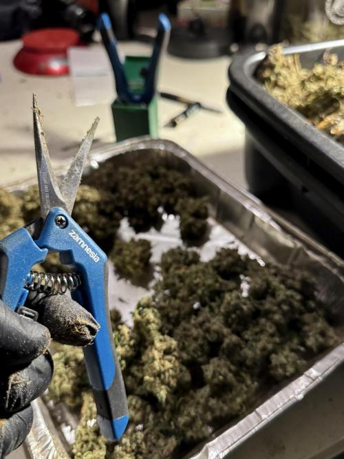 BlueBerry by Zamnesia Seeds. Week 15 - BB#2