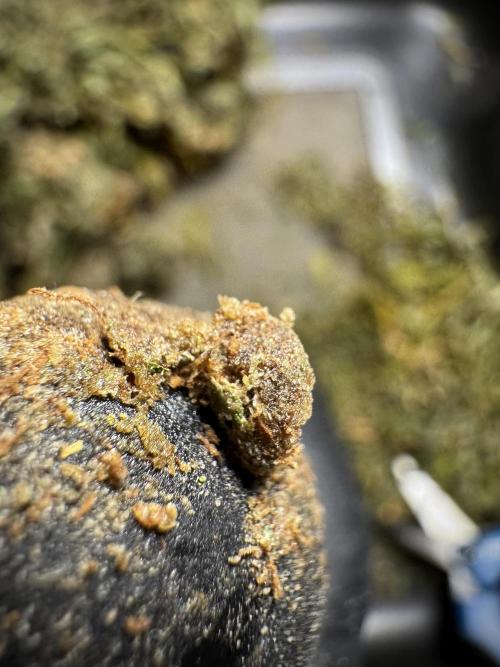 BlueBerry by Zamnesia Seeds. Week 15 - BB#2