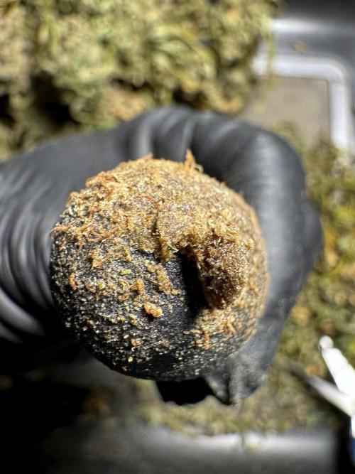 BlueBerry by Zamnesia Seeds. Week 15 - BB#2