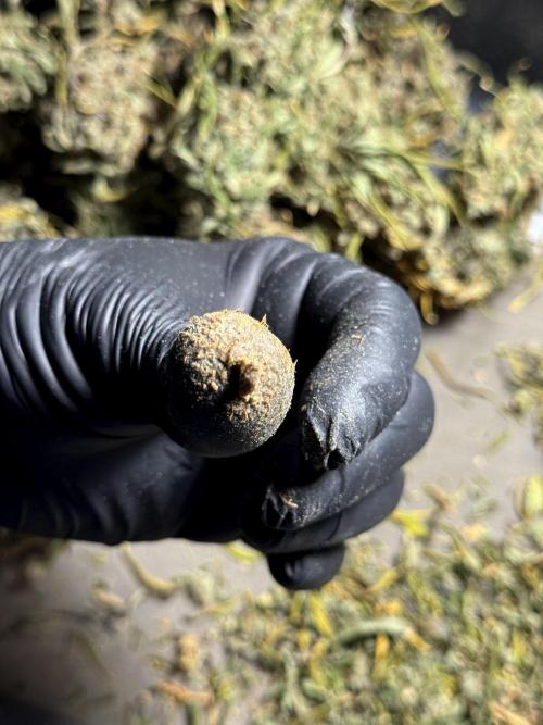 BlueBerry by Zamnesia Seeds. Week 15 - BB#2