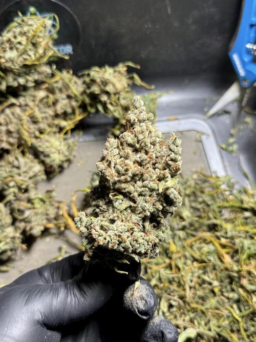 BlueBerry by Zamnesia Seeds. Week 15 - BB#2